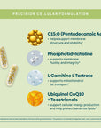 C15:0 Cellular Complex |Longevity, Membrane + Mitochondrial Support